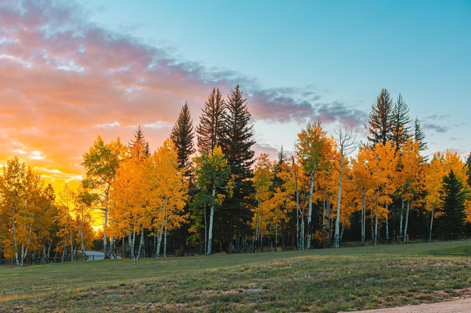 Golden aspens and evergreens glowing under a pink and orange mountain sunset