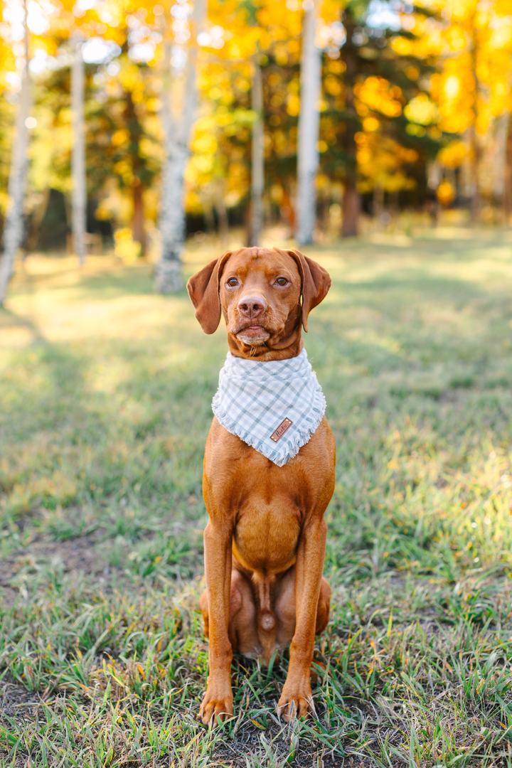 Reef, a red Vizsla in a plaid bandana, sitting tall in the grass with golden aspens behind