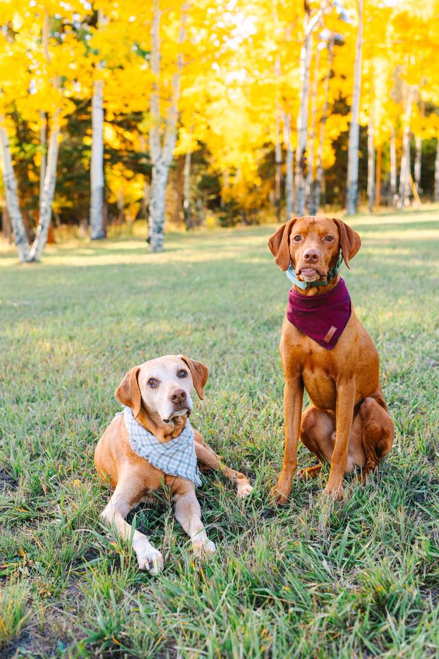 Two dogs side by side in the grass, one in a plaid bandana and one in a maroon bandana
