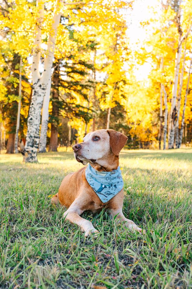 An older dog with a sweet gray muzzle lying in the grass in a blue bandana