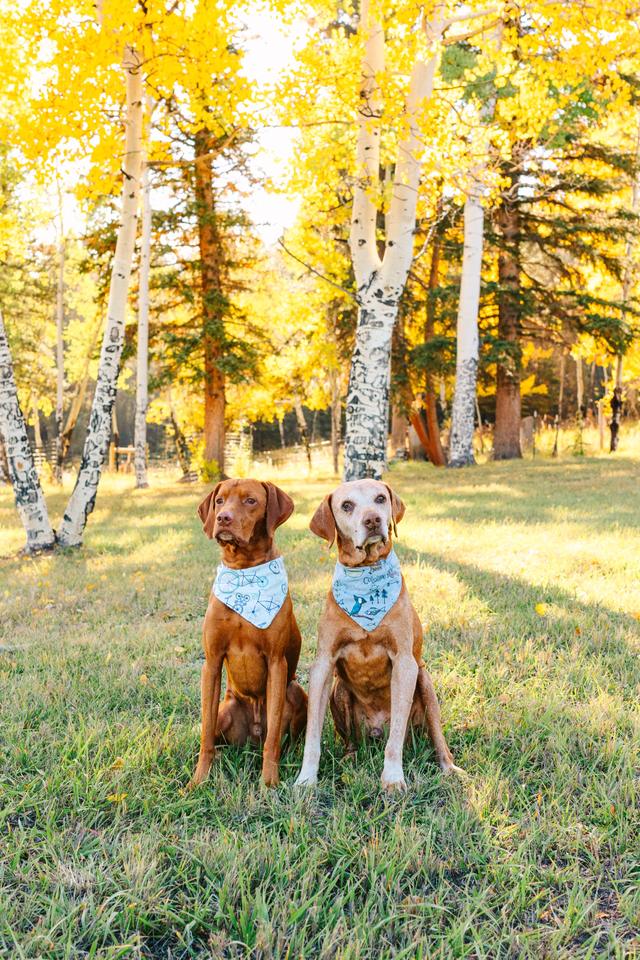 Two dogs sitting side by side in matching blue bandanas