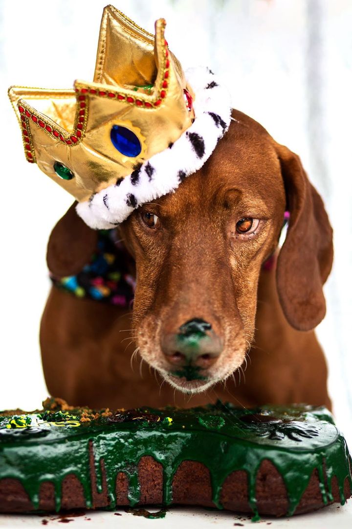 Ruckus the vizsla wearing a gold royal crown, nose dipped in green frosting from a bone-shaped cake