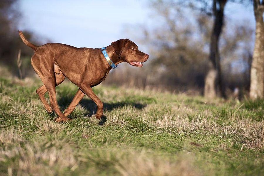 Ruckus trotting through sunny grass in a blue collar
